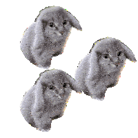 cabbit