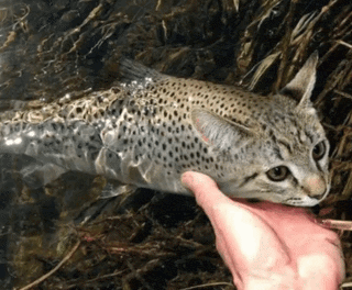 catfish