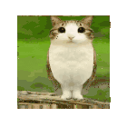 meowl